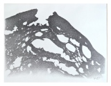 jerome-sterbecq-dessin - x
