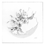 Eclosion - x