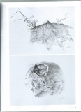 jerome-sterbecq-dessin - x